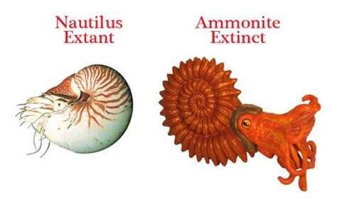 why did ammonites go extinct.